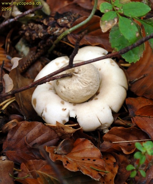 Geastrum fimbriatum - 