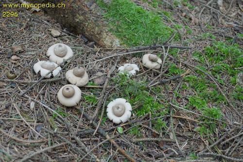 Geastrum sessile - 