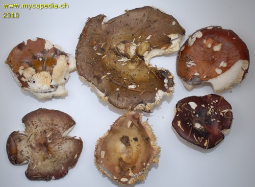 polychrome Pilze - 