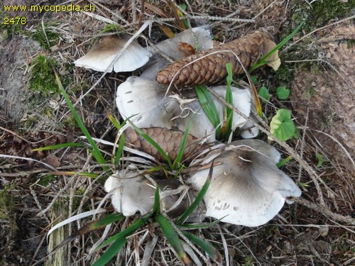 Tricholoma saponaceum - 