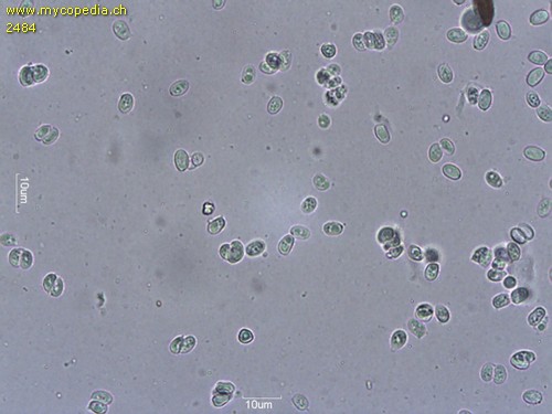 Agaricus micropholis - 