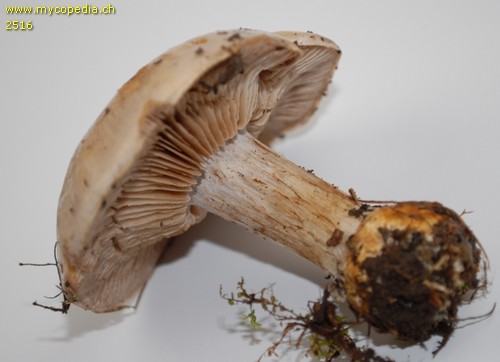 Cortinarius argillopallidus - 