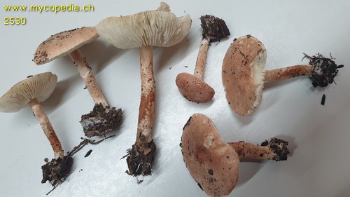 Lepiota brunneoincarnata - 