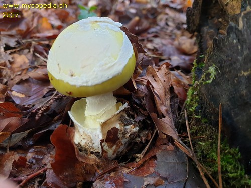 Amanita phalloides - 