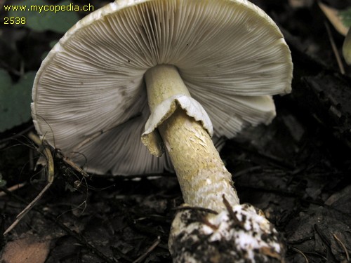 Amanita phalloides - 