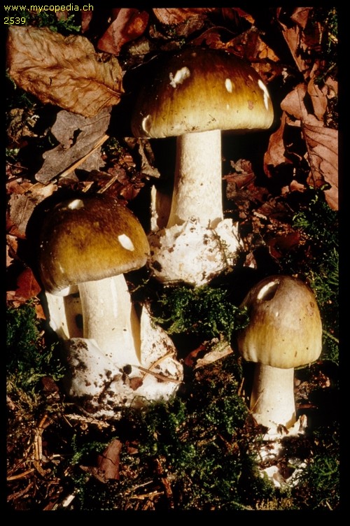 Amanita phalloides - 