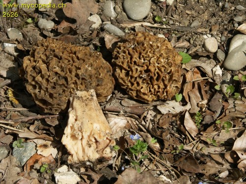 Morchella esculenta - 