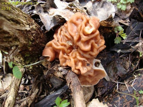 Helvella fastigiata - 