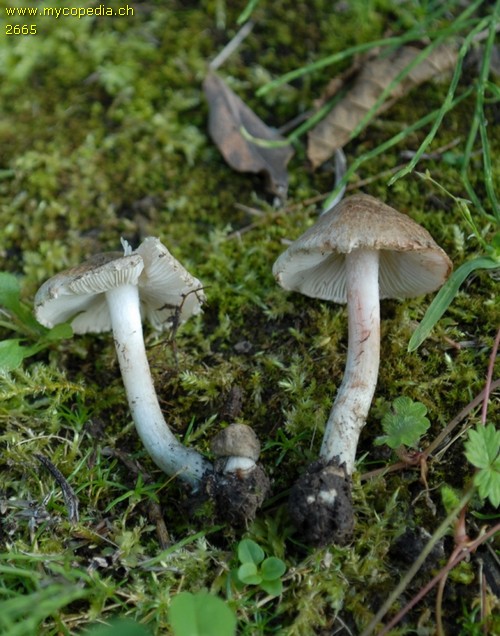 Inocybe haemacta - 