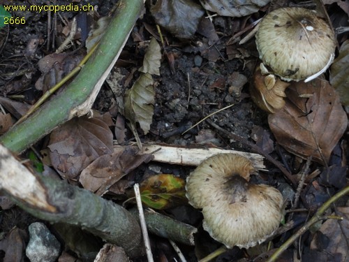 Inocybe corydalina - 