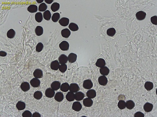 Tulosesus marculentus - Sporen - Wasser  - 