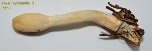 Trichoderma alutaceum - 