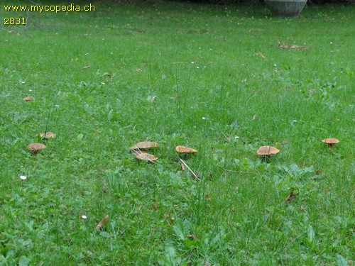 Suillellus luridus - 