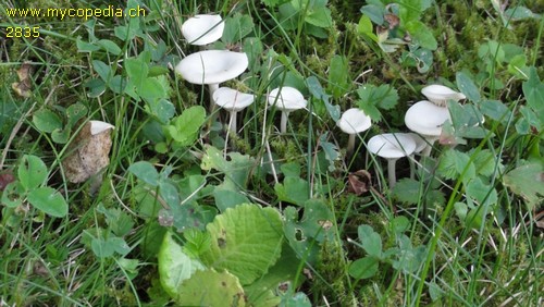 Clitocybe dealbata - 