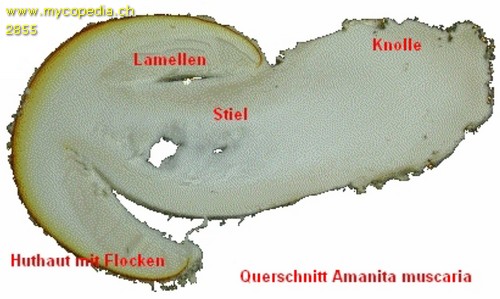 Querschnitt - 