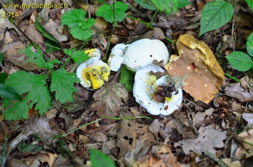 Hypomyces chrysospermus - 