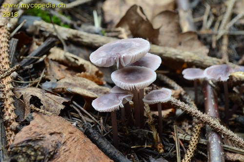 Mycena pura - 