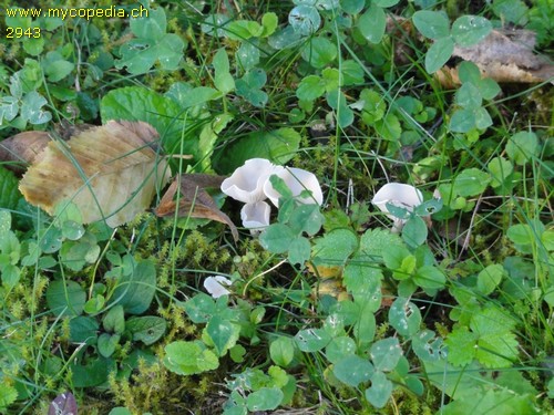 Clitocybe dealbata - 