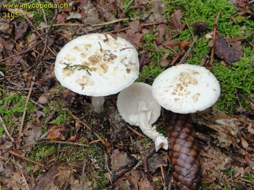 Amanita citrina - 