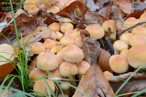 Hypholoma fasciculare - 