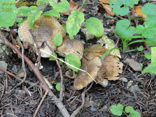 Inocybe corydalina - 