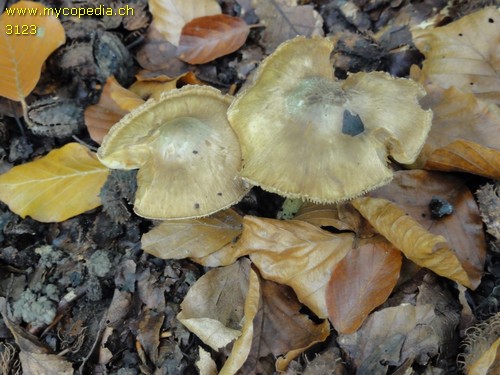 Inocybe corydalina - 