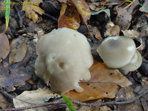 Entoloma rhodopolium f. rhodopolium - 