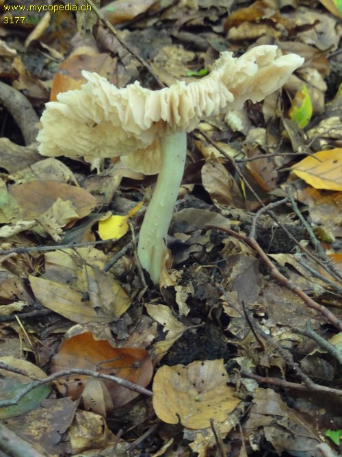 Entoloma rhodopolium f. rhodopolium - 