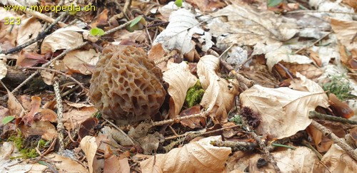 Morchella esculenta - 