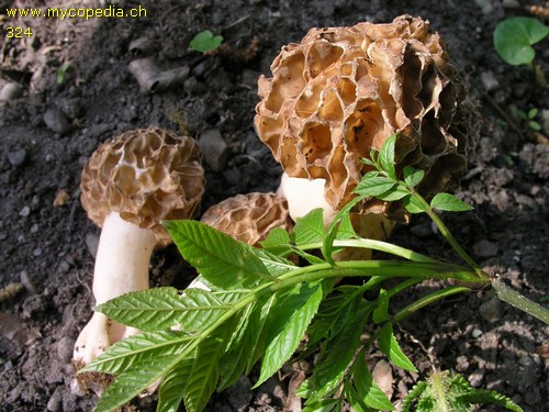 Morchella esculenta - 