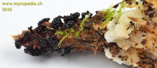 Metatrichia floriformis - 