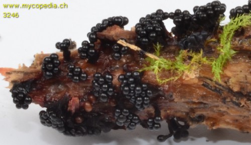 Metatrichia floriformis - 