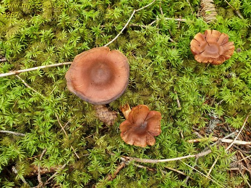 Cortinarius rubellus - 