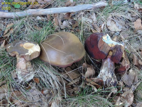 Neoboletus praestigiator - 