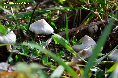 Inocybe geophylla - 