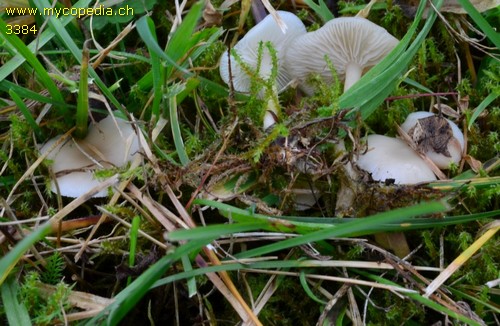 Clitocybe dealbata - 