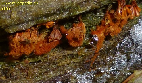 Metatrichia vesparia - 