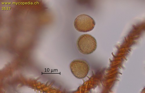 Metatrichia vesparia - 