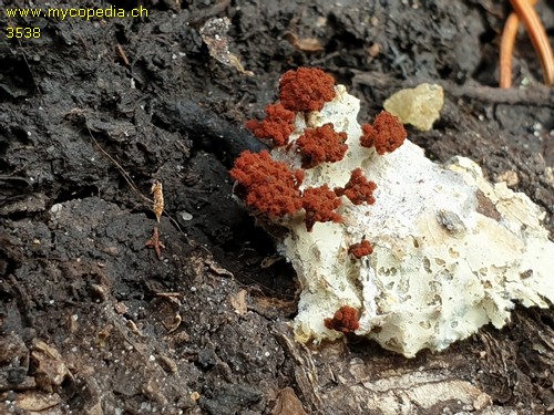 Metatrichia vesparia - 