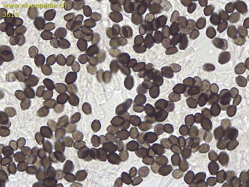 Coprinellus micaceus - Spore/n - 