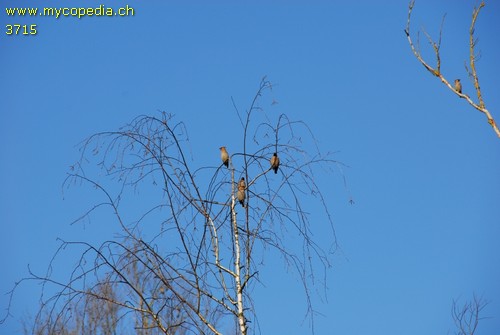 Bombycilla garrulus - 