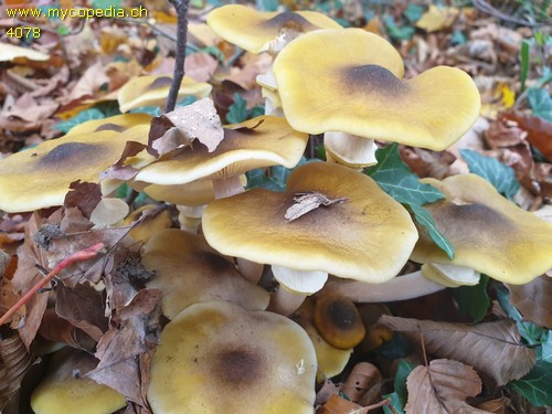 Armillaria mellea - 