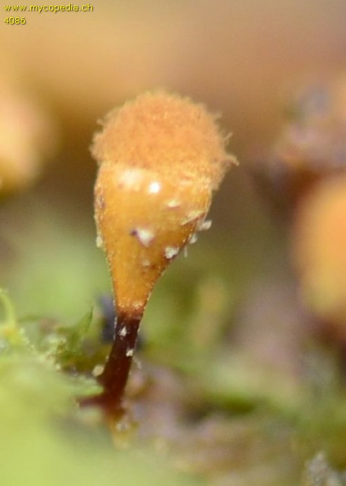 Trichia decipiens - 