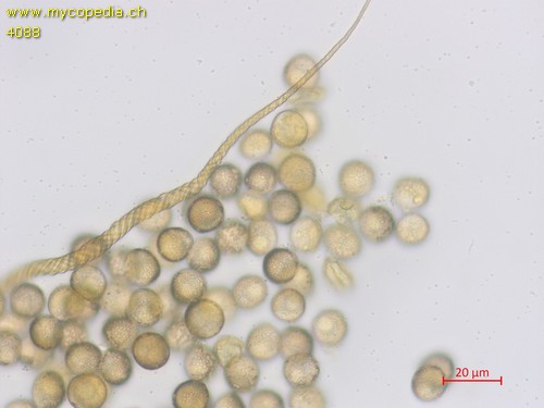 Trichia decipiens - Elateren - 