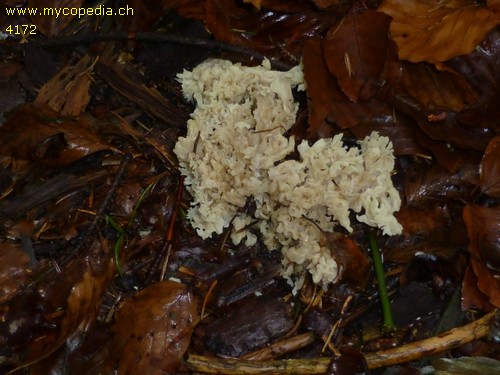 Clavulina coralloides - 