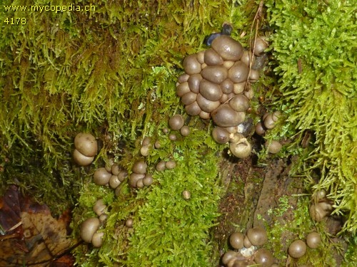 Lycogala epidendrum - 