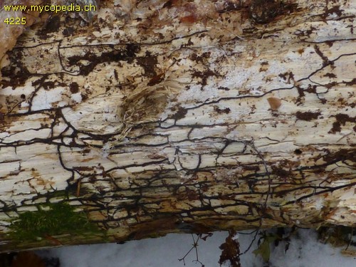 Armillaria mellea - Rhizomorphen - 