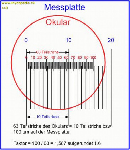 Mikroskop eichen mit Objektmikrometer - 