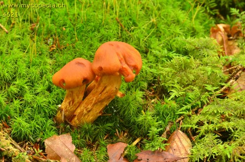 Cortinarius limonius - 