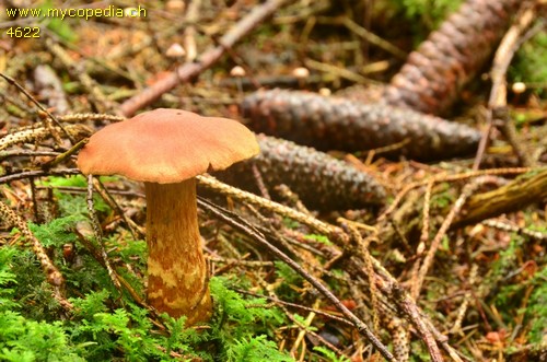 Cortinarius limonius - 